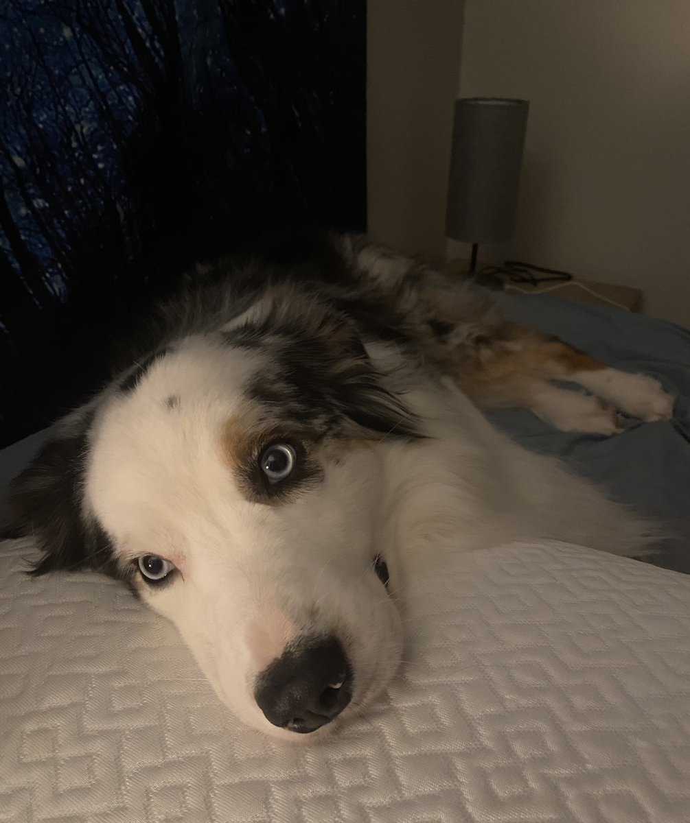 izzfriend's tweet photo. Also, pls forgive, I’m an hour late for #NationalPuppyDay2021 #NationalPuppyDay 😬 https://t.co/WMUjla6PhG
