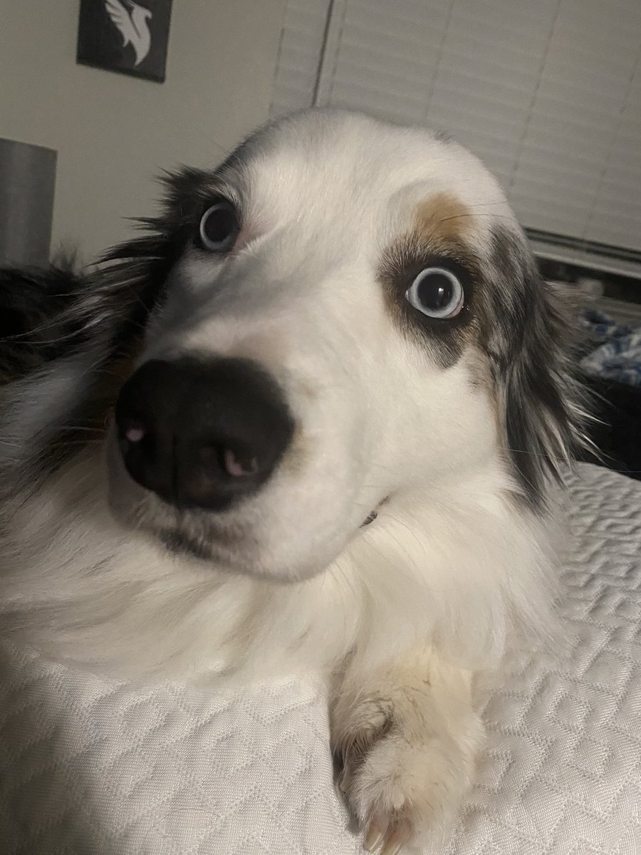 izzfriend's tweet photo. Also, pls forgive, I’m an hour late for #NationalPuppyDay2021 #NationalPuppyDay 😬 https://t.co/WMUjla6PhG