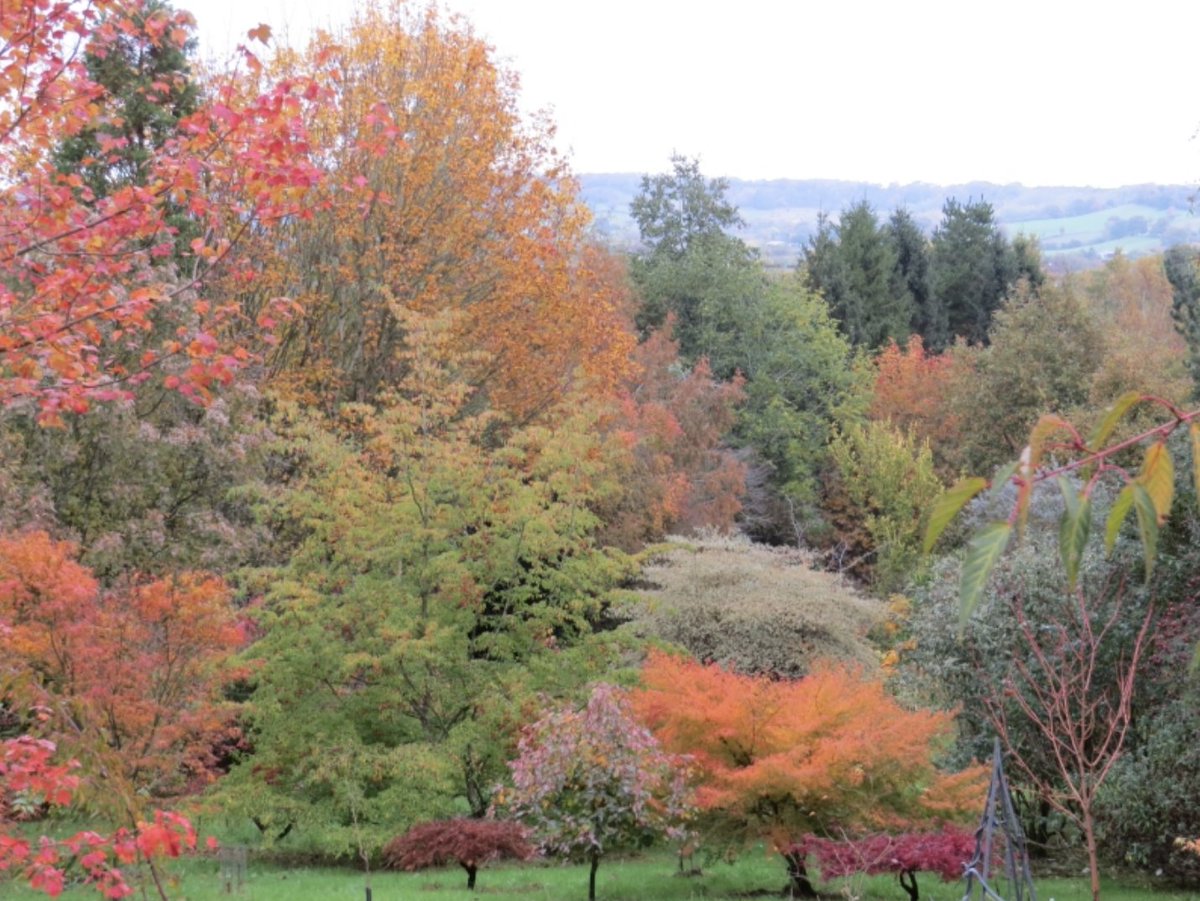 A 7-acre organic hillside garden brimming with rarely seen plant species is a must-see on Monday 29th March from 10-5pm. Moors Meadows Gardens requires pre-booking which can be done via this link ngs.org.uk/view-garden/16…