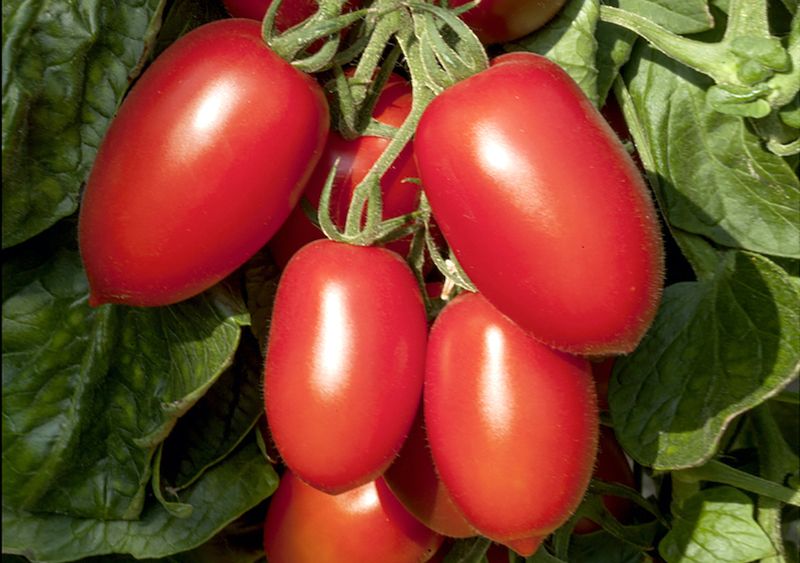 suttons_seeds's tweet photo. There's still time to enter our tomato seed #giveaway

Enter here: https://t.co/fdhuhcT4iz 

🍅 100 packets to give away 
🍅 20 lucky winners

#Competition #SuttonsTomatoSeedGiveaway #CompetitionTime #Giveaway https://t.co/thnRd4NQR2