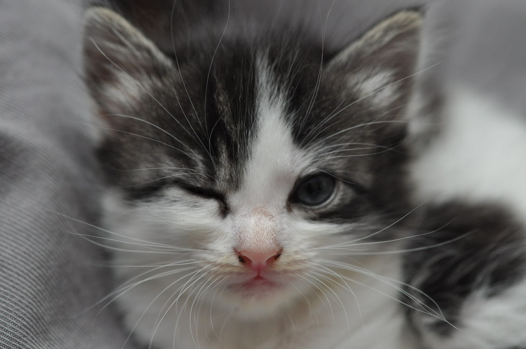 Madi_J24's tweet photo. Learned heaps of new things today in class about creative commons #alm101 ! I had no idea there were a range of difference licenses! Here is a cute image we can all enjoy "20120710 Kitten Winking 005" by cygnus921 is licensed under CC BY 2.0. https://t.co/esS4xvuqOp