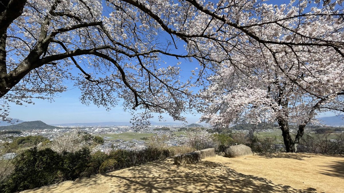 植島寶照 甘樫丘の桜 は満開ですね 甘樫丘 明日香村 さくら Nara Japan