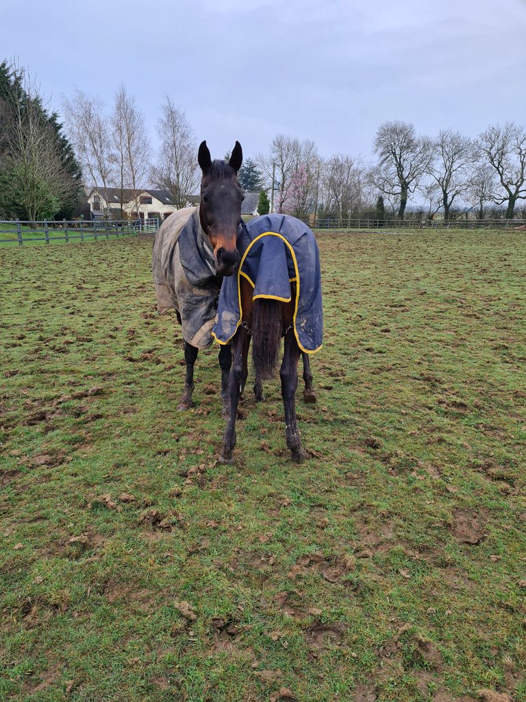 C L A R E 🐴 tweet media