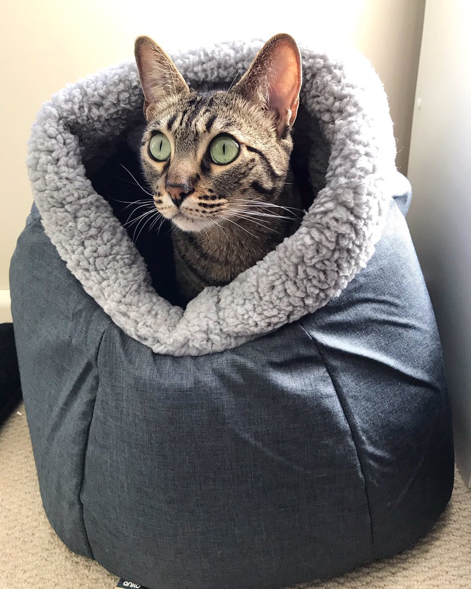 goudalovesfig's tweet photo. Peek-a-Gou! #kmart #CatsOfTwitter https://t.co/DamiFa1JwB