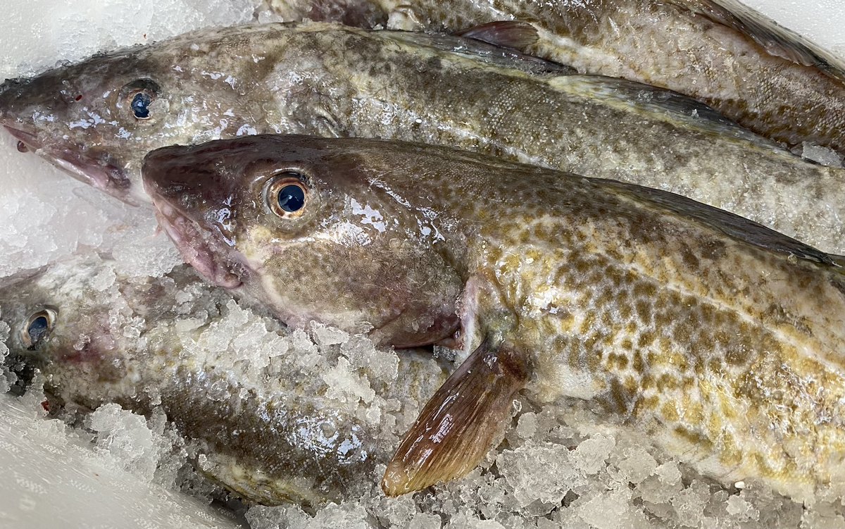 PassionSeafood's tweet photo. At last! Super stiff fresh, local East Coast #cod just landed from @Merseafreshfish So pleased 😀 👌🏼🐟🐟 #call4fish https://t.co/W7gBXsiA0U