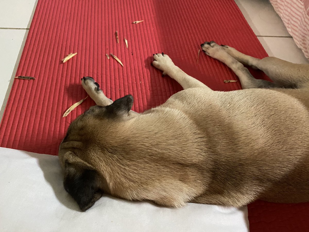 Abis gigitin tulang, diberantakin trs tidur di bantal uwe😚