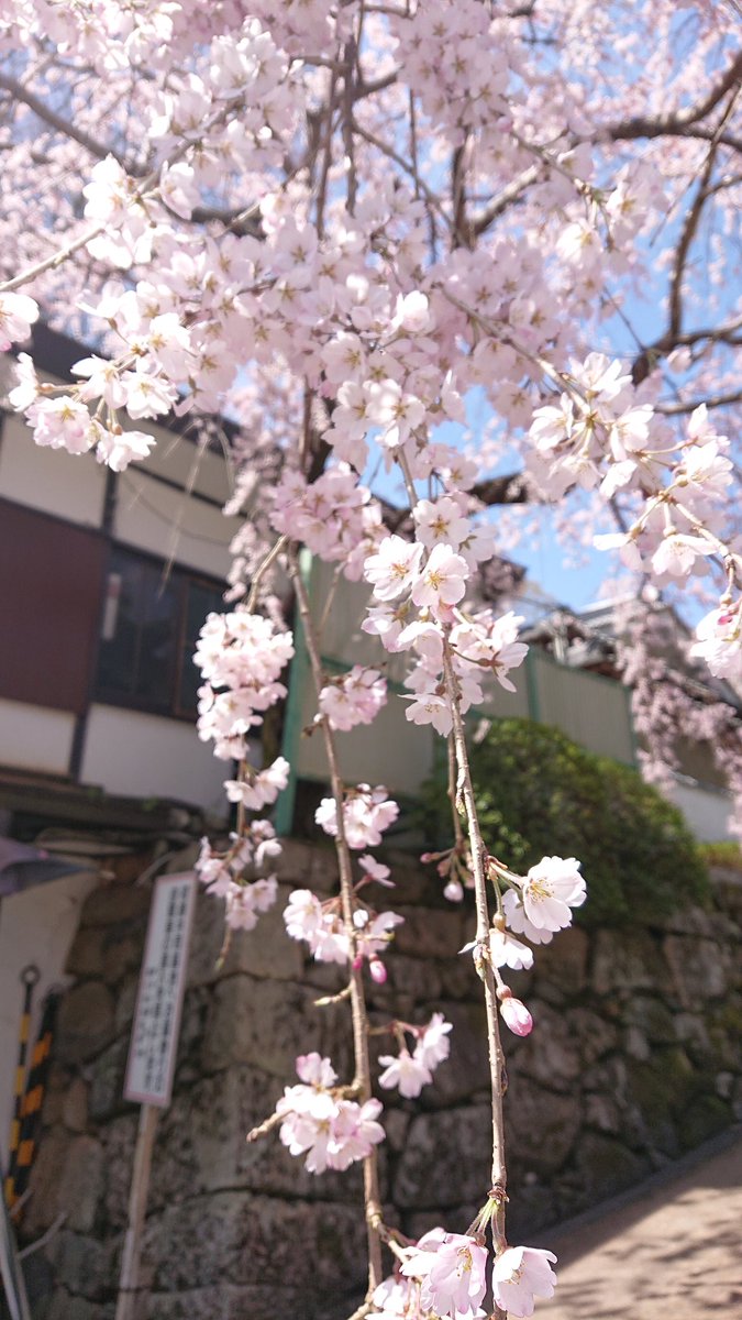 Me33316304's tweet photo. 満開です～🌸 https://t.co/GcKWVdDJiU