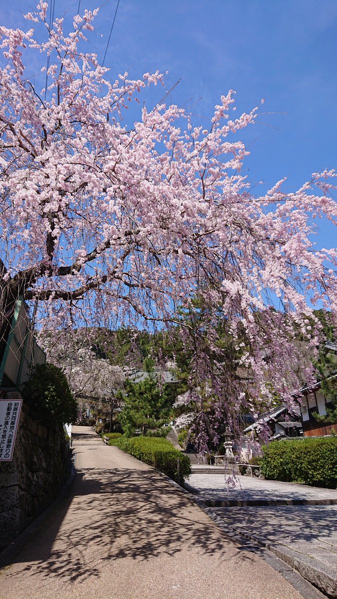 Me33316304's tweet photo. 満開です～🌸 https://t.co/GcKWVdDJiU