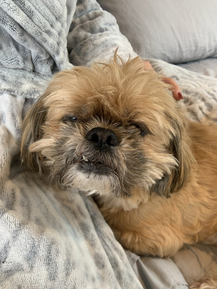 happy birthday to my furry best friend ❤️love you smudgeyy poo🥺