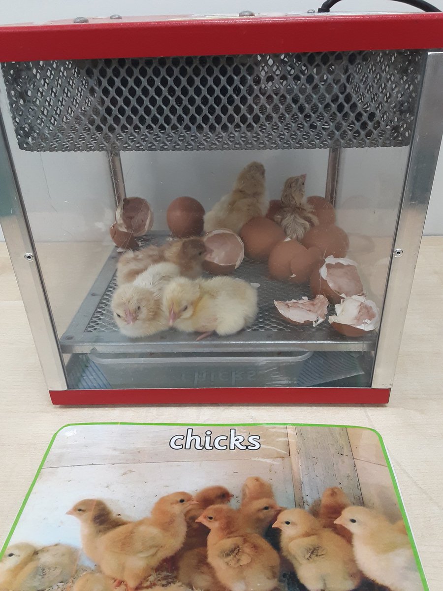 TimbertreeEYFS tweet media