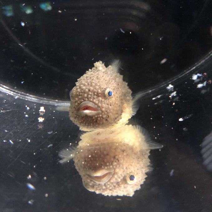 コンペイトウのtwitterイラスト検索結果