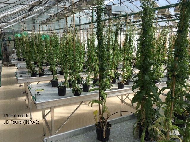 UNTWIST_H2020 (@untwist_h2020) on Twitter photo <a href="/UNTWIST_H2020/">UNTWIST_H2020</a> #CAMELINA CORE COLLECTION GROWN IN GLASSHOUSE SHOWED DIVERSITY OF PHENOTYPES untwist.eu/untwist-cameli… <a href="/UNTWIST_H2020/">UNTWIST_H2020</a> #CAMELINA CORE COLLECTION GROWN IN GLASSHOUSE SHOWED DIVERSITY OF PHENOTYPES untwist.eu/untwist-cameli…