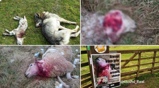 FGoliviamidgley's tweet photo. The awful story of #freddietheseal highlights the devastation pet dogs off lead can cause but this is happening on a weekly basis to sheep, especially at this time of year when lambs are an even easier target. PLEASE RESPECT THE COUNTRYSIDE #dogsonleads
https://t.co/7Y1PELjmgt https://t.co/SYej9W1Qxk