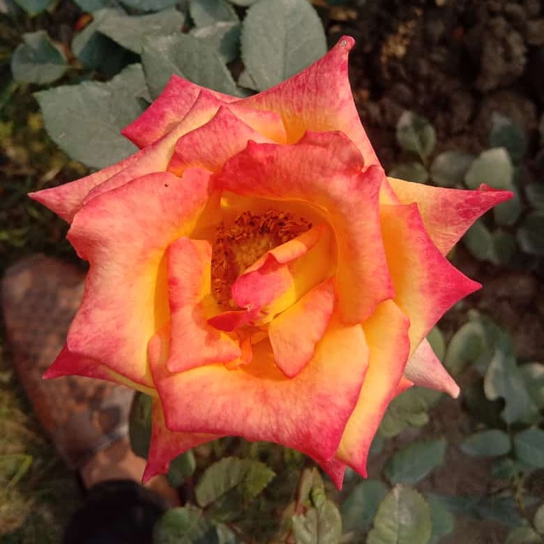 MUHAMMADAMAANS2's tweet photo. #ROSE #RoseWednesday #Rosesoloiscoming #ROSETYLER #ROSE https://t.co/rcJJy3B8ji