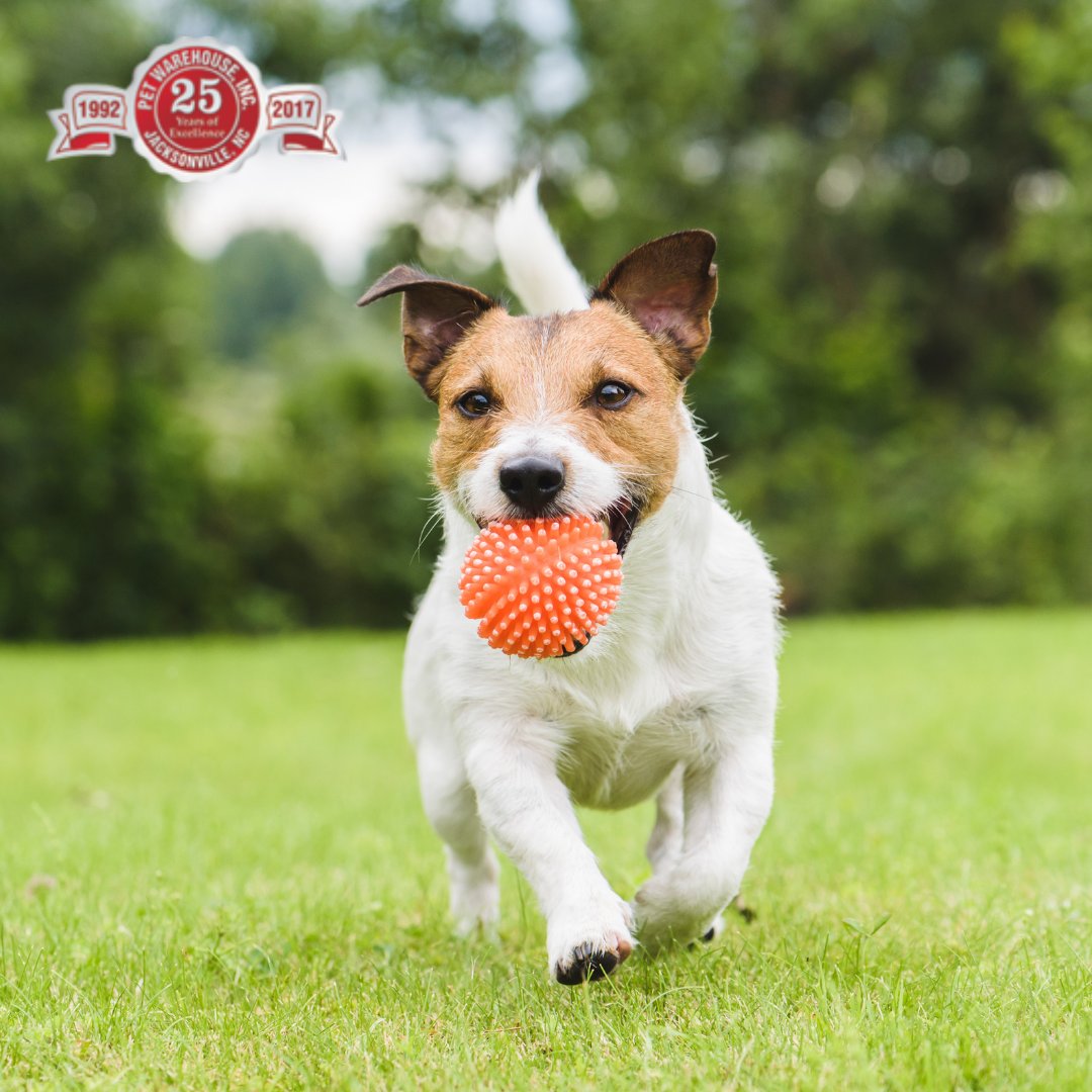 PetWarehouseNC's tweet photo. While smaller dogs definitely don't need a ton of exercise, it's still good to make sure they get about 30 minutes of activity per day.

#petwarehouse #jacksonvillenc #thepetwarehouse #animals https://t.co/k127W6F0IN