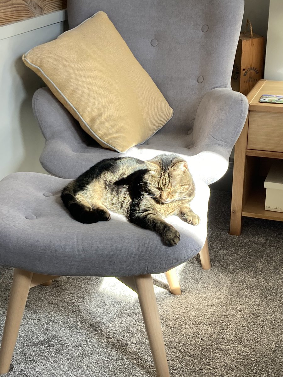 milne_archie's tweet photo. Hooman is working from home and Iโve been helping by sun puddling #catsathome #AdoptDontShop #tabbytroop #CatsOfTwitter https://t.co/RUihGR0KQ1