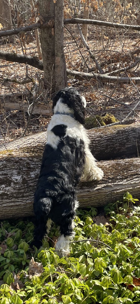 JoanGallos's tweet photo. @TheOvalPawffice @jeffmason1 Dear Champ and Major, Glad you are home with you pawrents! I’ve been looking for you while you were gone. Sincerely, Charles Darwin #VirtualComfortDog https://t.co/vD5ZAac8uQ
