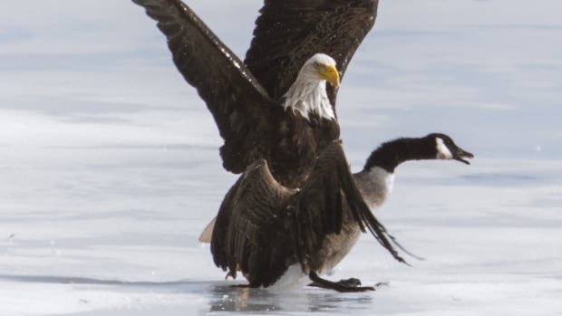 MUST SEE TV!!!
#PEI man captures on-ice battle between Canada goose and bald eagle
cbc.ca/news/canada/pr…