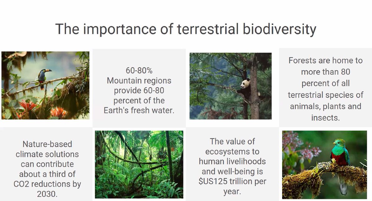 michaeljdargan's tweet photo. “Forests house over 80% of terrestrial flora and fauna” - @madlen_sob 🌲🌳🌴 

A little reminder that the BBC reported 13,000sq km (over 8 times the size of London) was burned in the Amazon rainforest between January-July last year 😣😔

#SDG4B #biodiversity #ClimateAction https://t.co/ebntots5qa