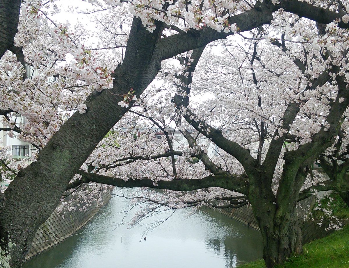 花見撮影 Hashtag Posts And Instagram Pictures And Videos Offerdos Com 花見撮影 Hashtag Posts And Instagram Pictures And Videos Offerdos Com