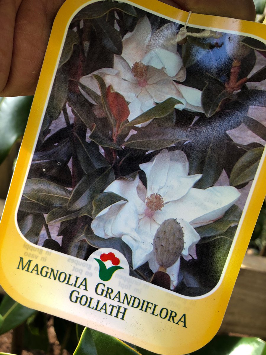 BGLscapes's tweet image. Nice little planting job of this gorgeous Magnolia grandiflora for a @BartonGrange_GC customer in Balderstone. A bit of effort required to get the large pot up on to the planter but well worth it! #gardening #flowers #horticulture #landscaping
