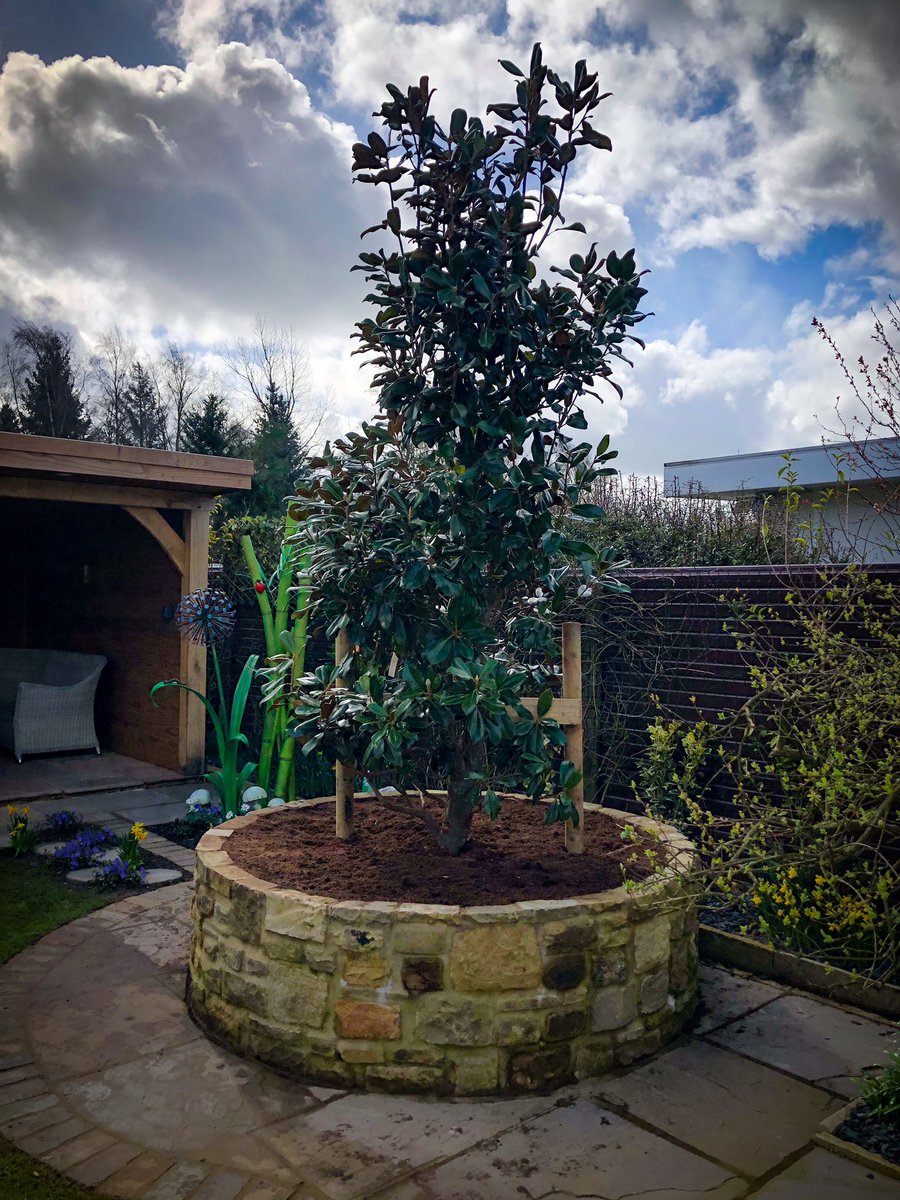 BGLscapes's tweet image. Nice little planting job of this gorgeous Magnolia grandiflora for a @BartonGrange_GC customer in Balderstone. A bit of effort required to get the large pot up on to the planter but well worth it! #gardening #flowers #horticulture #landscaping