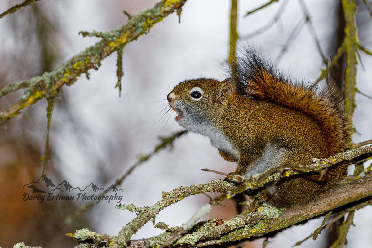 DarcyErtman's tweet photo. American red squirrel sounding the alarm. #wildlifewednesday #animals #shootwithacamera #savewildlife #LDPhotolab #canon_photos #canonphotography #darcyertmanphotography https://t.co/vcoumtSsQc
