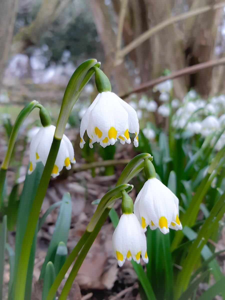 One of my lucky neighbours lovely Leucojum Vernum 
- they don't thrive in my garden #Flowers #gardening #SpringBloom