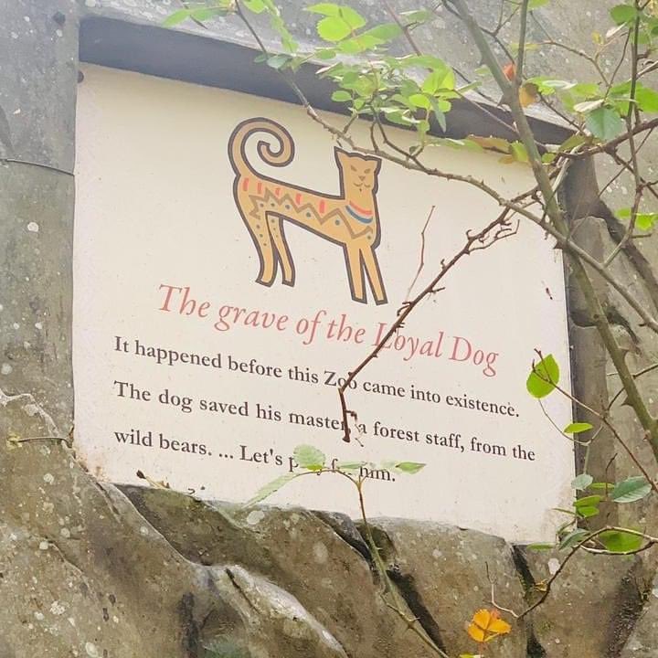 ParveenKaswan's tweet photo. Grave of a loyal dog. Padmaja Naidu Himalayan Zoological Park. Darjeeling. https://t.co/UQ3TWmwx90