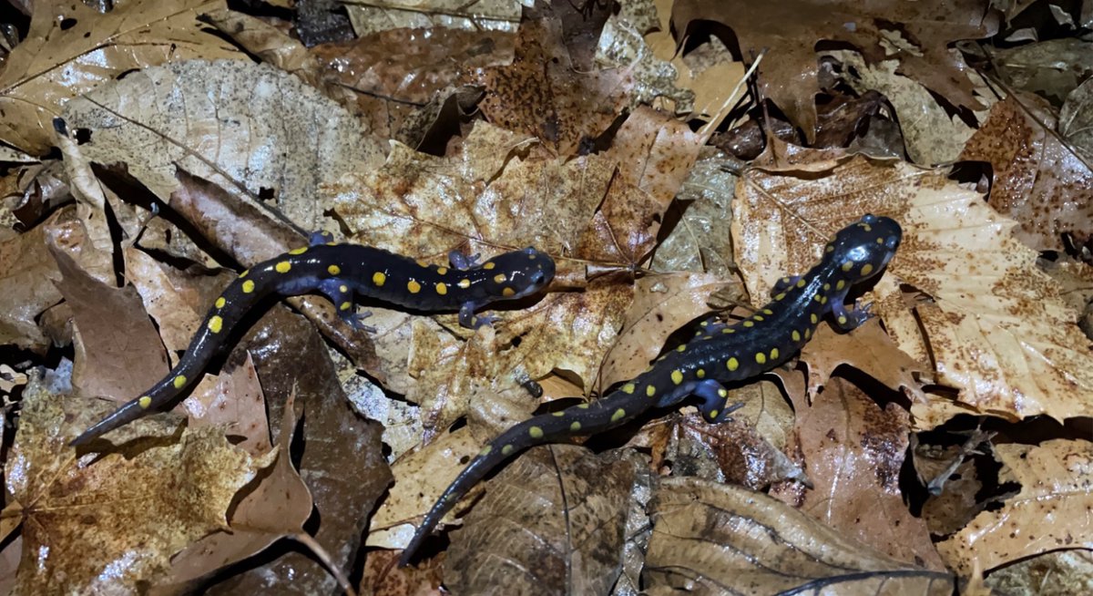 Seán Callahan tweet media