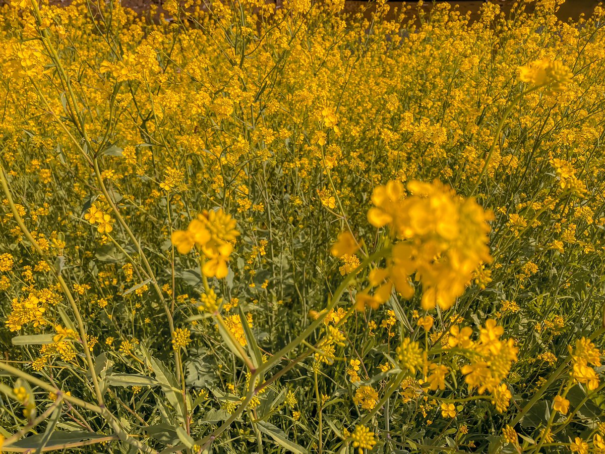 imjulietious's tweet photo. You make me feel happy to be alive ๐ฉ #FlowerFever https://t.co/rLFQ8z7RWZ
