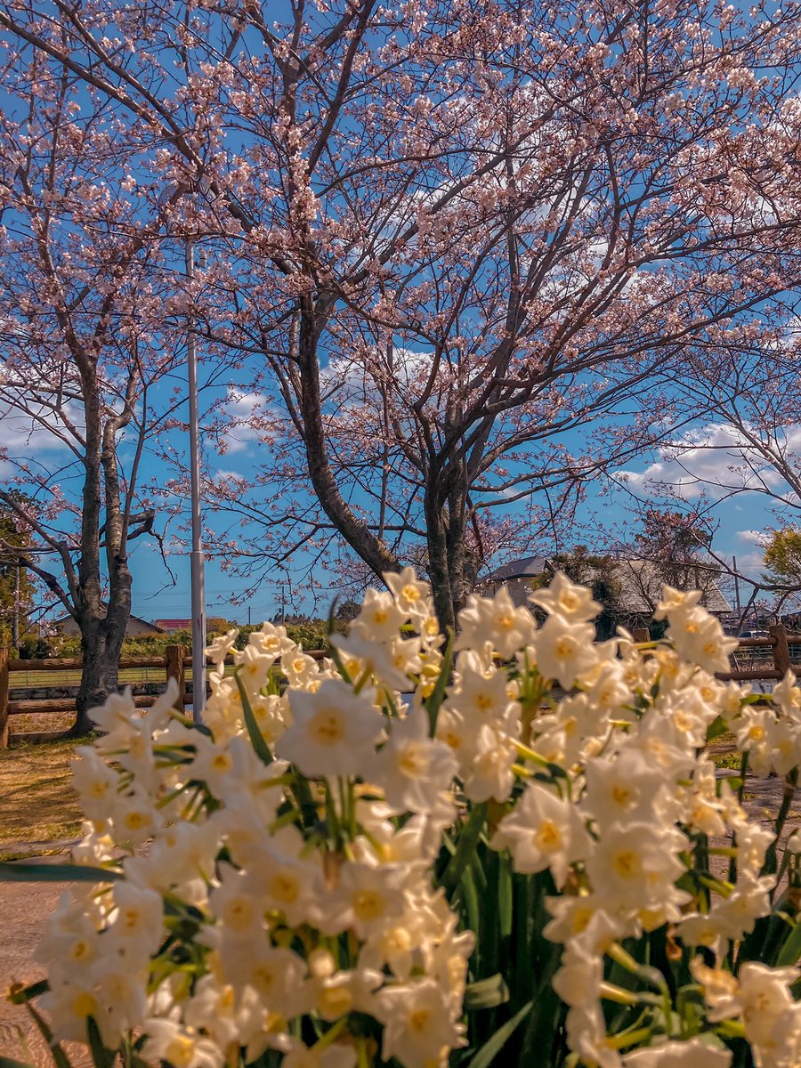 imjulietious's tweet photo. You make me feel happy to be alive ๐ฉ #FlowerFever https://t.co/rLFQ8z7RWZ