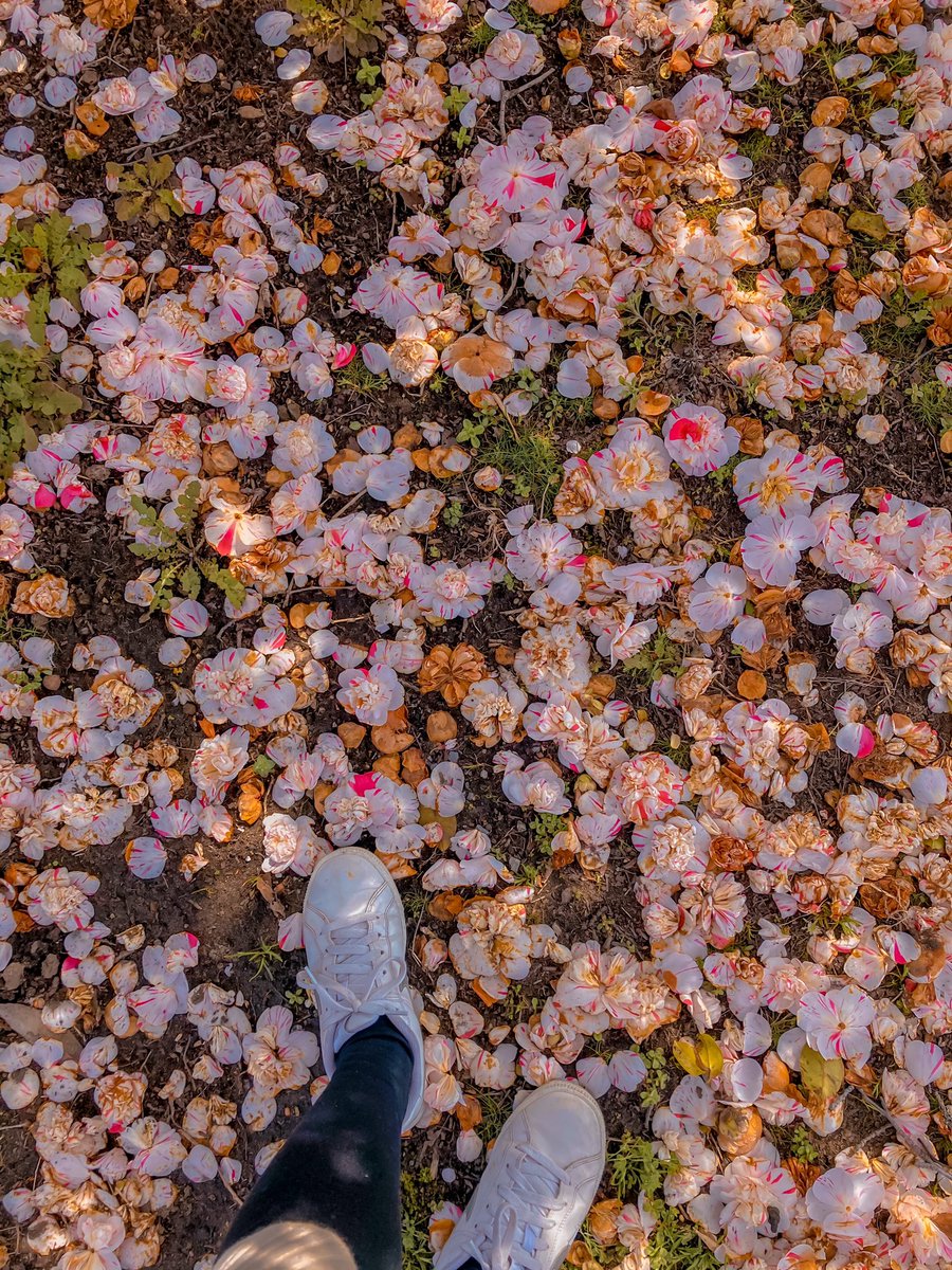 imjulietious's tweet photo. You make me feel happy to be alive ๐ฉ #FlowerFever https://t.co/rLFQ8z7RWZ