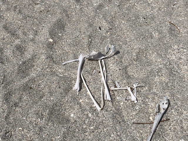 GoWealthBuilder's tweet photo. Was strolling the beach on Boca Grande and came upon this poor Pelican that didn't make it!
#BocaGrande https://t.co/eUWOLf8SvD
