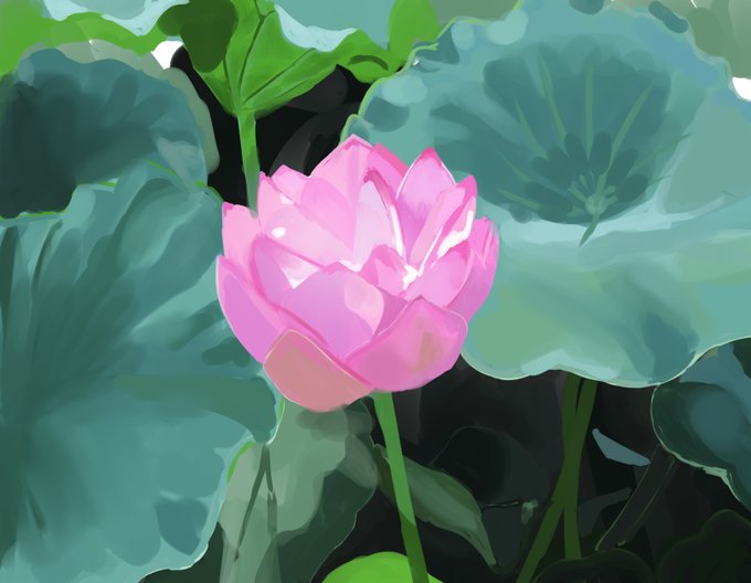 ハスの花のtwitterイラスト検索結果