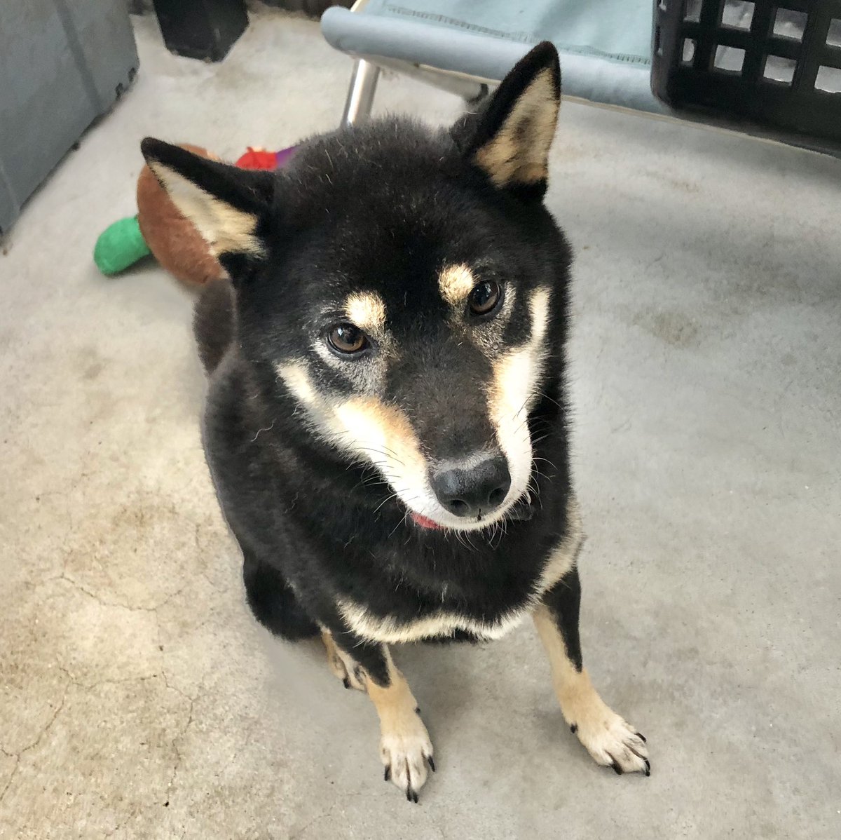 かわいいお犬の写真がリプライに集まったこの世の楽園 ドッグツリー が最高で見ていると幸せになれる 2ページ目 Togetter かわいいお犬の写真がリプライに集まったこの世の楽園 ドッグツリー が最高で見ていると幸せになれる 2ページ目 Togetter
