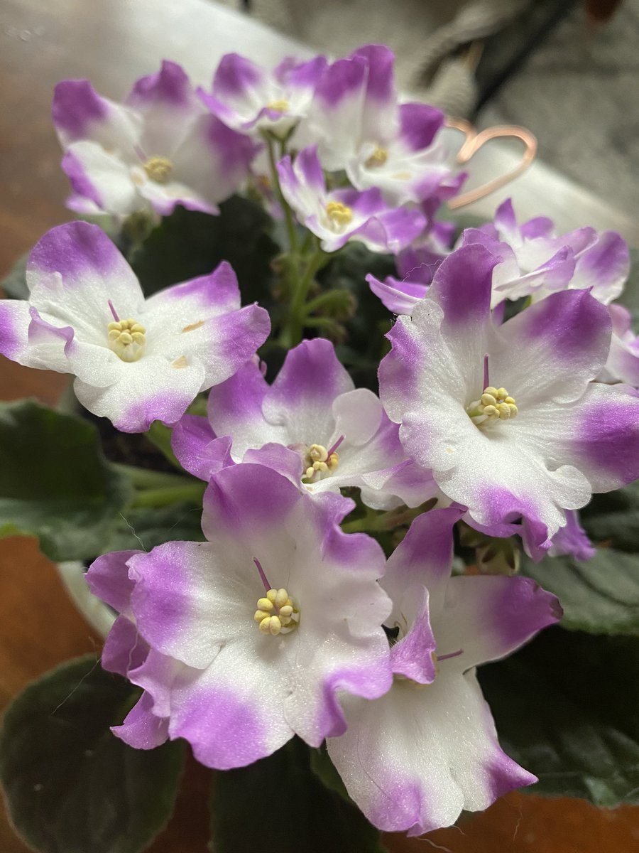 artlikethat's tweet photo. My violets are amazing this bloom time. #violets https://t.co/lW2LO9QpHR