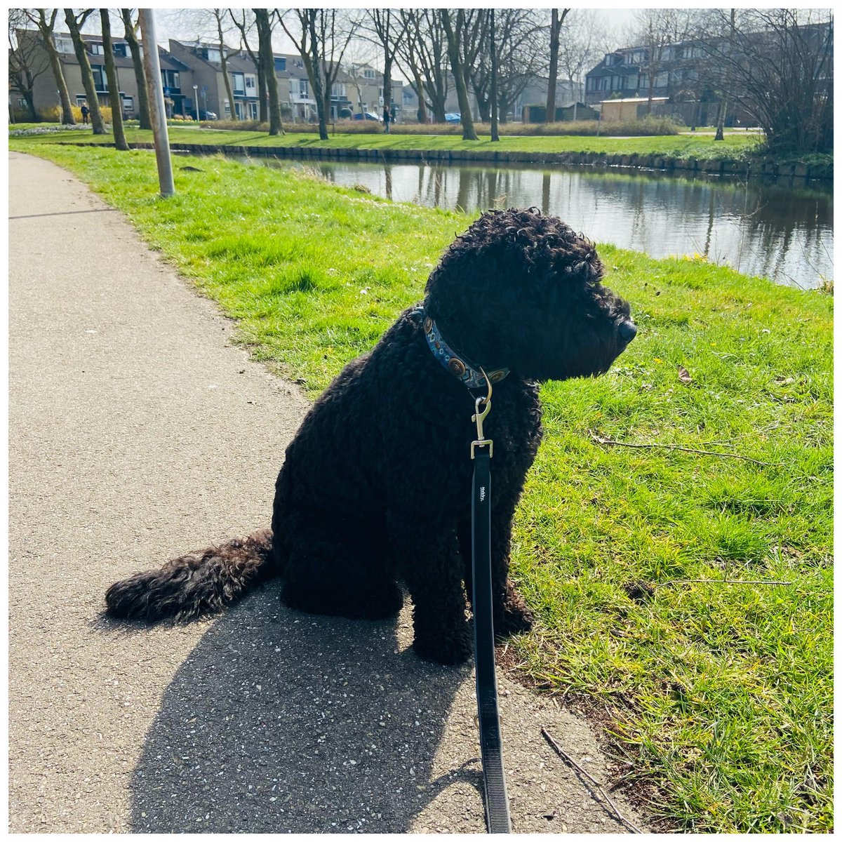 MonirahSchep's tweet photo. Als je onder lunchtijd even snel door wilt stappen... "Laat mij ook gewoon ff van 't zonnetje genieten..." ☀️#thuiswerken #ommetje #hondenleven https://t.co/thCODJBMqb
