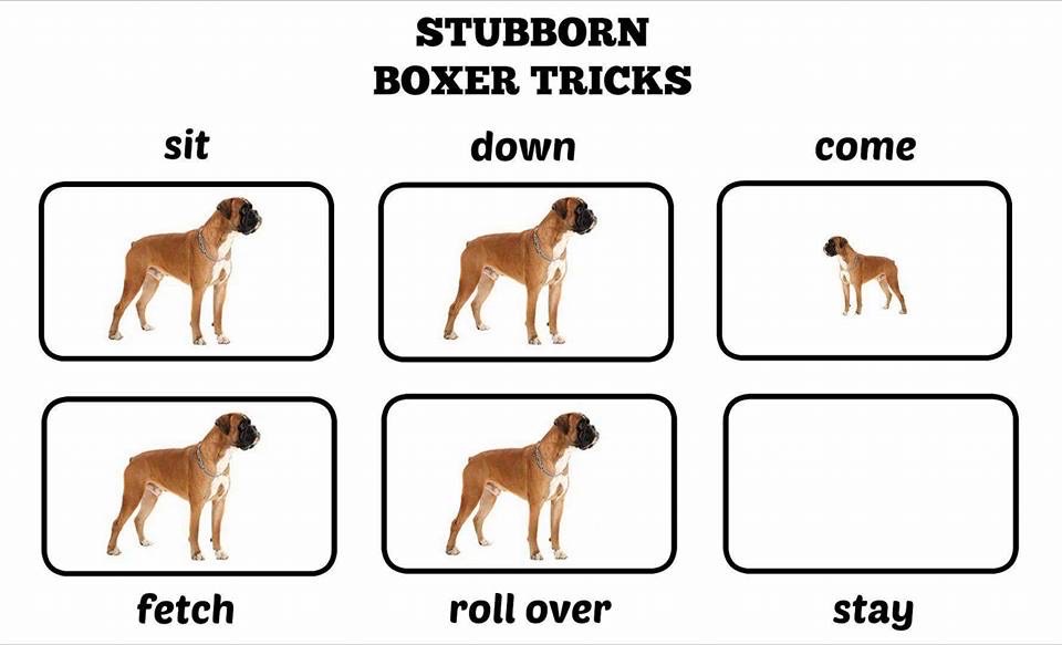 Boxer tricks 😂