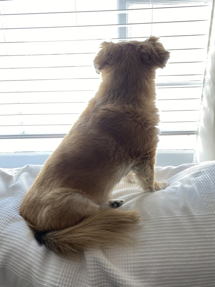 Lil’Roco tweet media