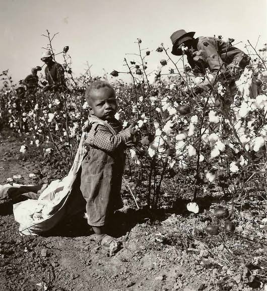 ViolenceAmerica's tweet photo. Xinjiang cotton farm some countries describe  vs  Xinjiang cotton farm in reality. https://t.co/0ehVWmN19s
