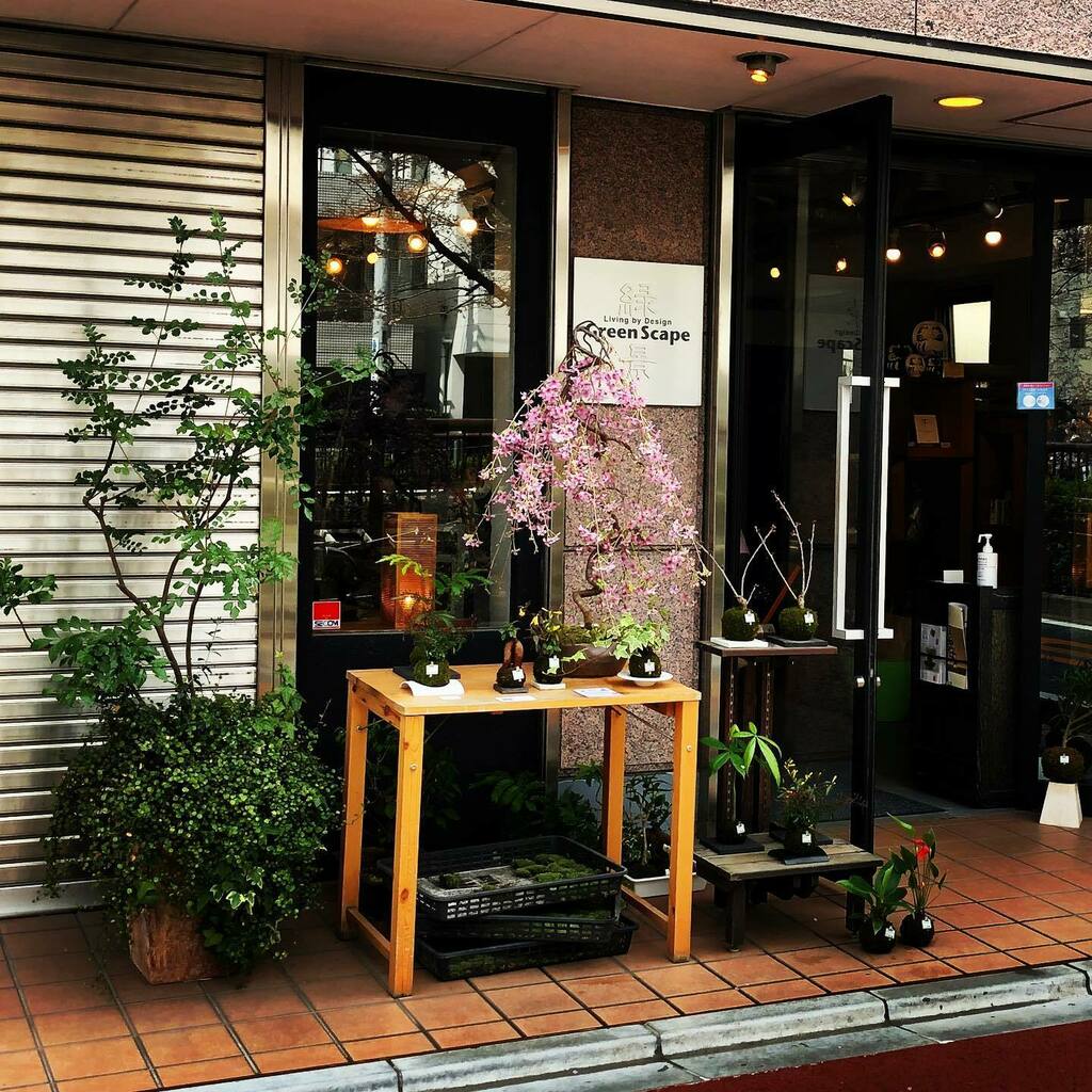JapanWalking's tweet photo. Plants and flowers. #green #plants #cherryblossom https://t.co/npKOGorAU3 https://t.co/Do7XQVO6oL
