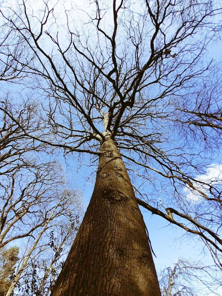 WalesArty's tweet photo. 🌳There are some pretty big trees down at #Erddig🌳
#sunshine #getoutside #walking #northwales 

https://t.co/mD7adXcOhA https://t.co/eNSfhylu8t