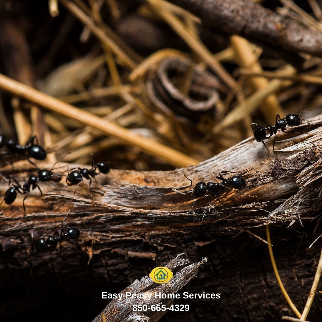 easypeasyhome's tweet photo. Would you rather have Carpenter Ants or Fire Ants? With Easy Peasy treating your home/lawn, you won't have either! Give us a call for a FREE estimate 850-665-4329 
🐜🍋
#easypeasyhomeservices #easypeasylemonsqueezy #ants #fireants #carpenterants #insects #insectcontrol https://t.co/b9wRNISsCf