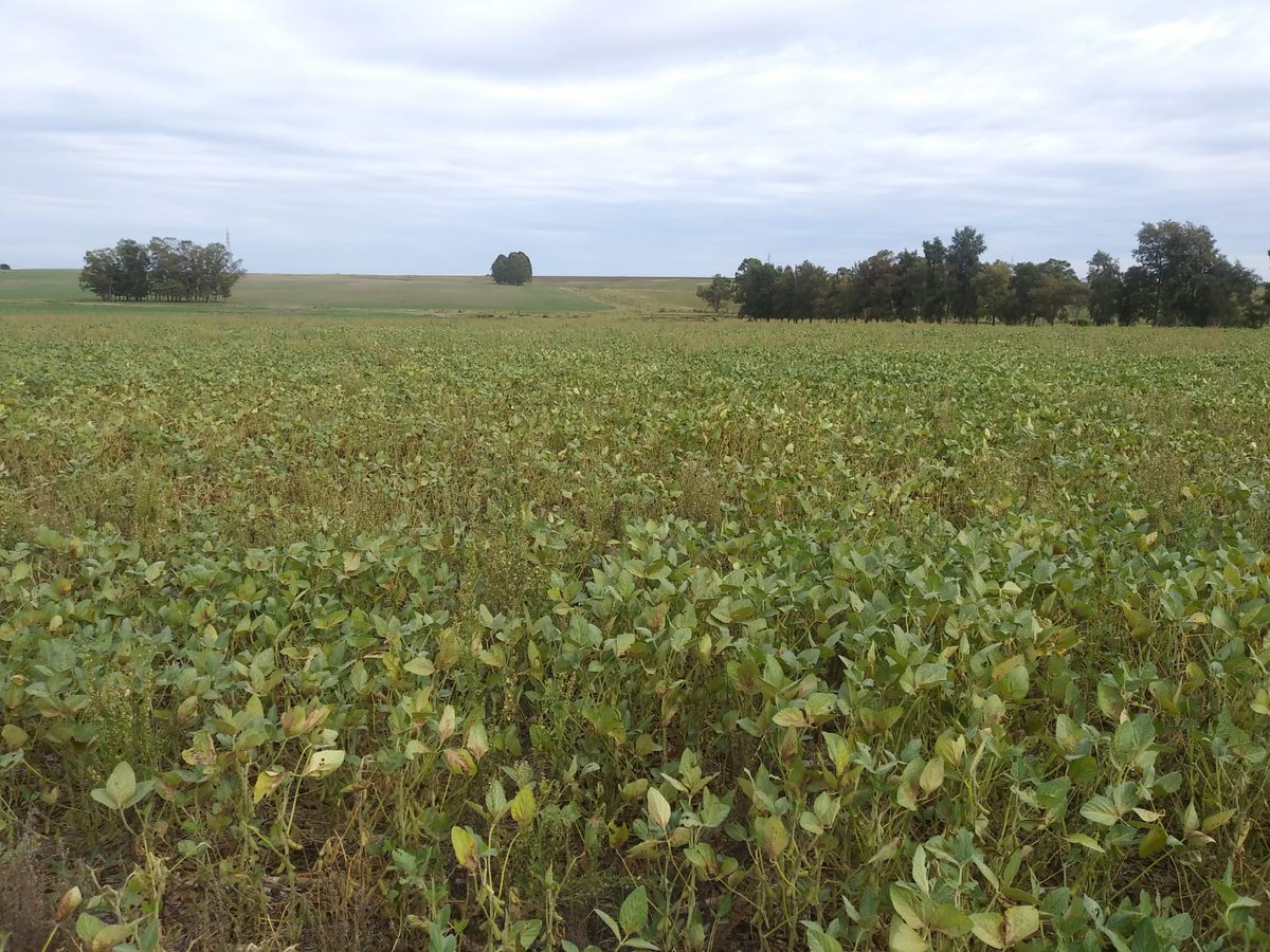 BiotechUruguay's tweet photo. Acompañando al productor: Comparativa en soja bajo alto stress hídrico durante su ciclo. A 30 días de la aplicación del paquete foliar de #AlltechCropScience. Visibles diferencias.
3 Quintas. Departamento de Río Negro. https://t.co/1oJFcBCXpX