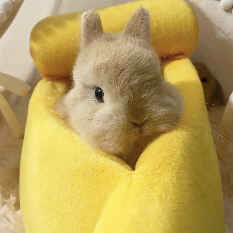 bunny and a banana