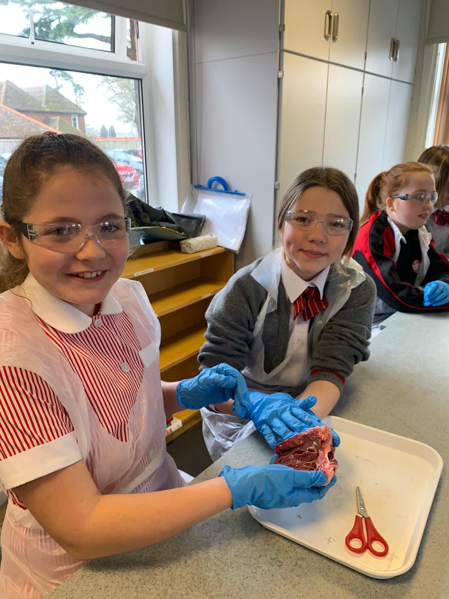 BGS_ScienceDpt's tweet photo. Year 6 didn’t miss a beat when they did their heart dissection in Science this morning https://t.co/jOZUFwtKbx