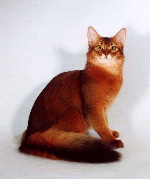 Красный кот