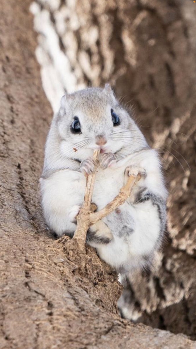 Ikuyo Wakayama モモンガ らぶ 北海道 モモンガ 北海道いきものラボ 可愛いと思ったらrt 可愛い エゾモモンガ 癒しの動物 Sony 東京カメラ部 Sonyalpha Sonya9
