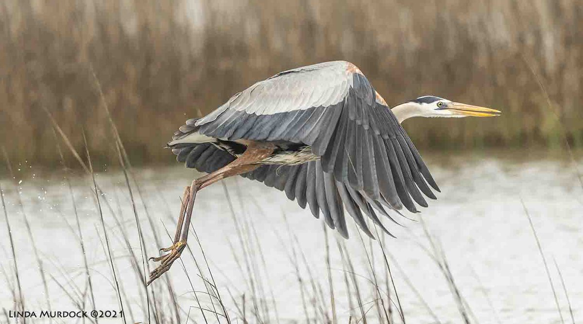gustaviatex's tweet photo. Great Blue Heron showing off his russet... underpants. #nikonphotography #birdphotography #heron #surfsideTx https://t.co/VeW2cKRGxu